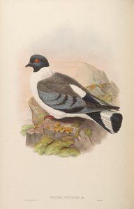Columba leuconota door John Gould